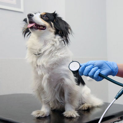 PetCity klinika Klaipeda