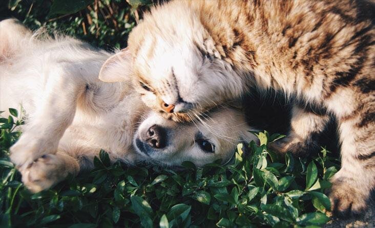 Veterinarės patarimas: kaip karantino metu prižiūrėti augintinius ir ką būtina žinoti apie COVID-19