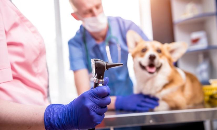 Kalytę išgelbėjusi veterinarė ragina būti atsakingais: „Kiekvienas gyvūnas vertas priežiūros"