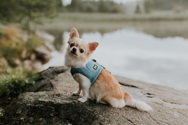 Hurtta Motivation vėsinanti liemenė, M, mėlyna -  4