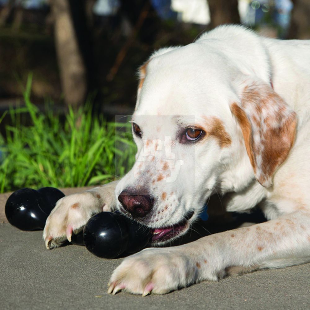 KONG Extreme Goodie Bone guminis kaulas šunims, L dydžio, 22cm -  2