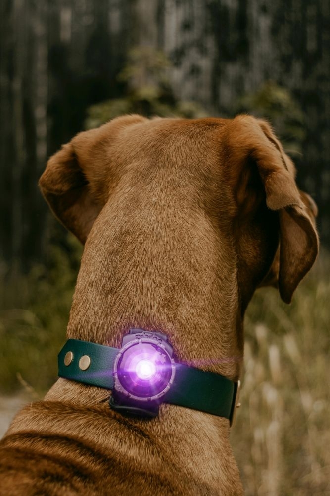Orbiloc Dog Dual šviečiantis pakabukas, violetinis -  2