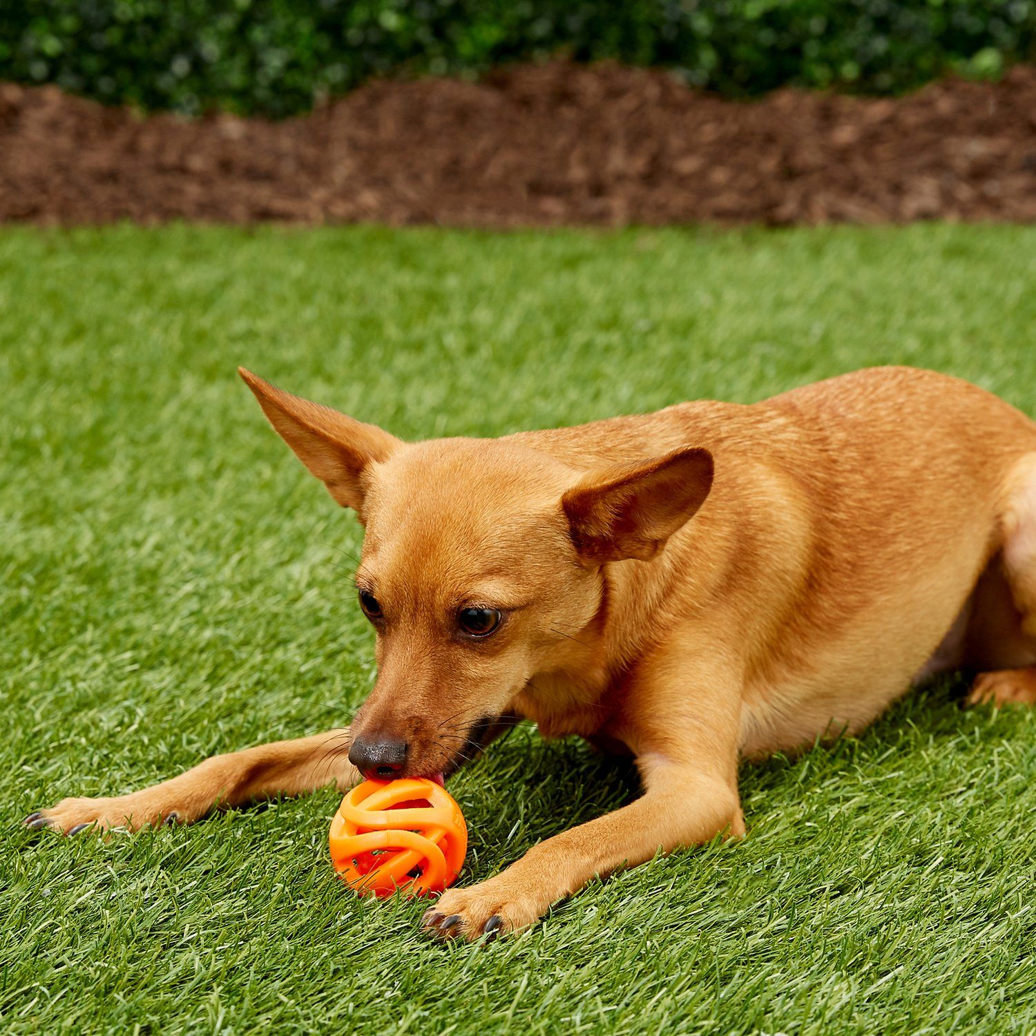 Chuckit Breathe Fetch Ball kamuoliukas šunims, M dydžio -  4