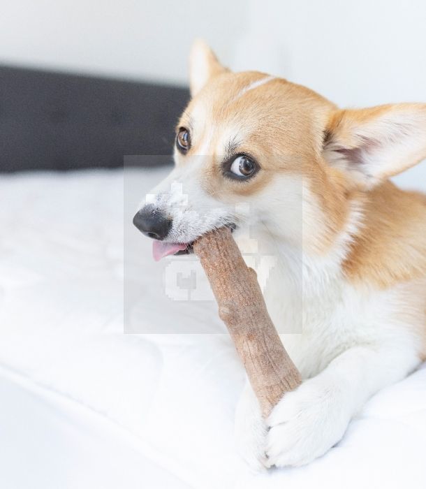 PetStages Dog Wood kramtymo lazdelė, XS dydis -  3
