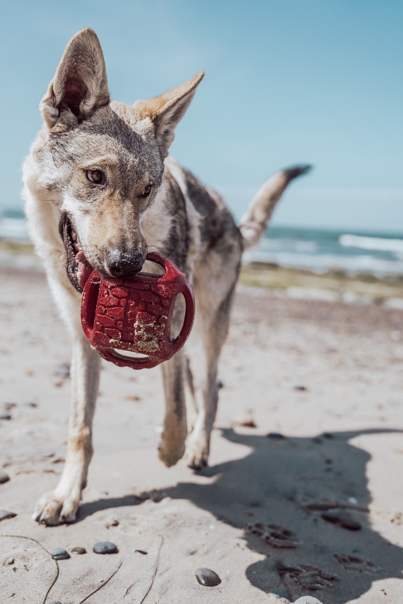 N-Gage Hydro Handler žaislas šunims, 15 × 15 × 14 cm -  2