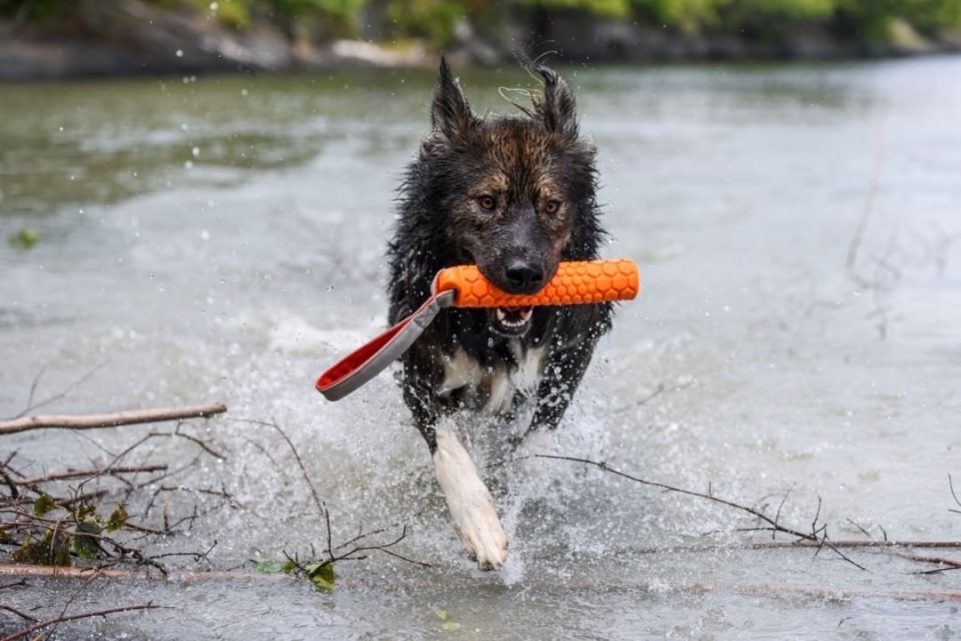 N‑Gage Classic Bumper tvirtas ir plūduriuojantis žaislas šunims, M dyd -  2
