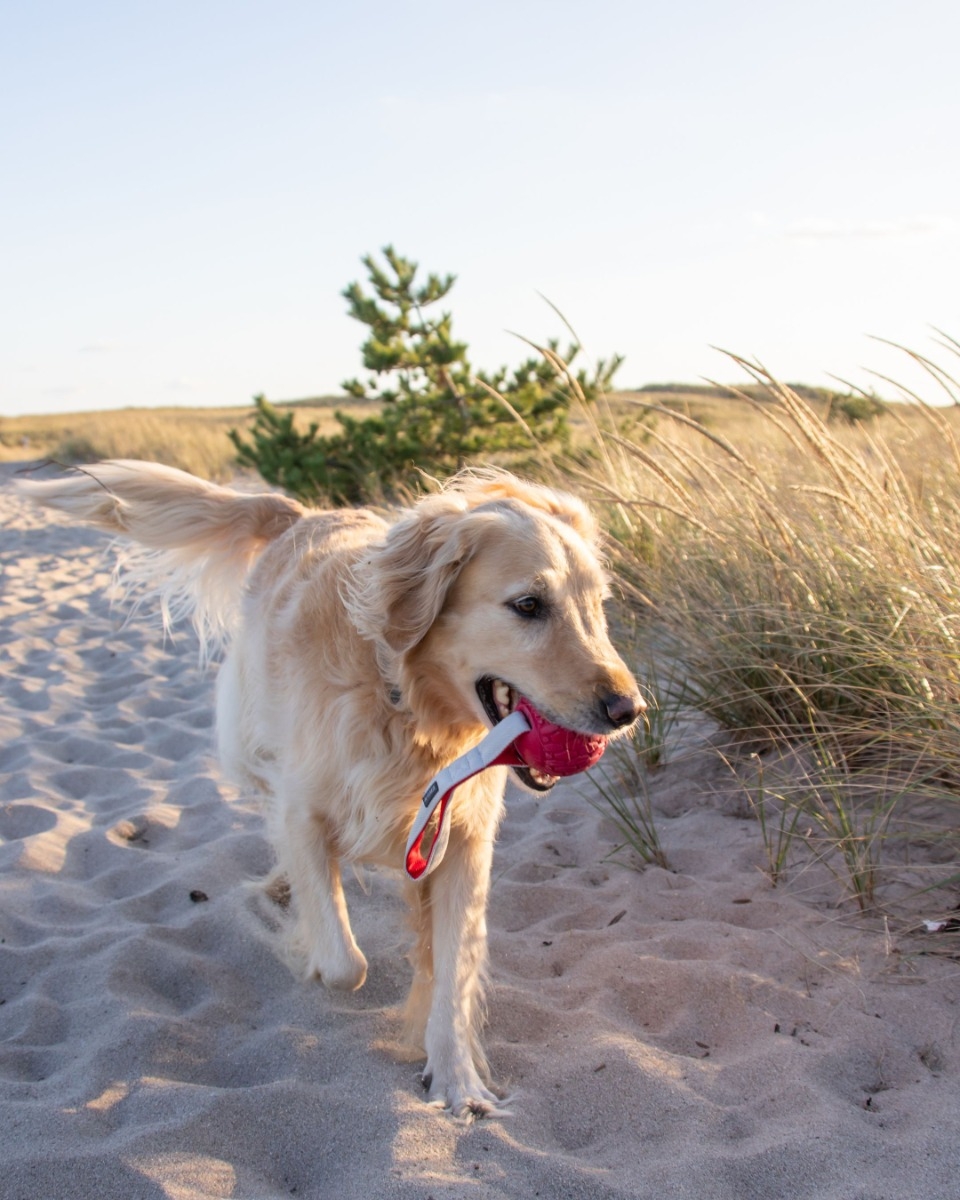 N‑Gage Classic Handler klasikinis žaidimų kamuolys aktyviems šunims -  2