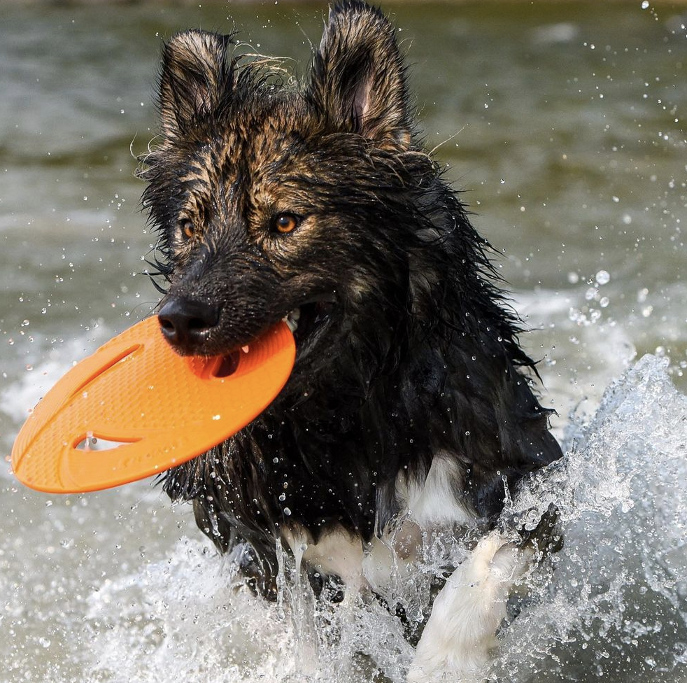 N‑Gage Classic Flyer skraidantis žaislas šunims -  2