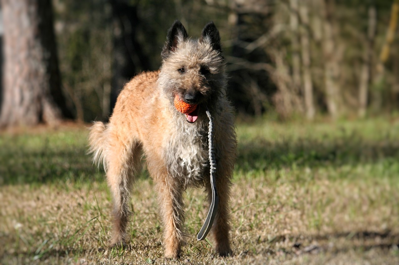 N‑Gage Bungee Handler  elastingas žaislas aktyviems šunims -  2