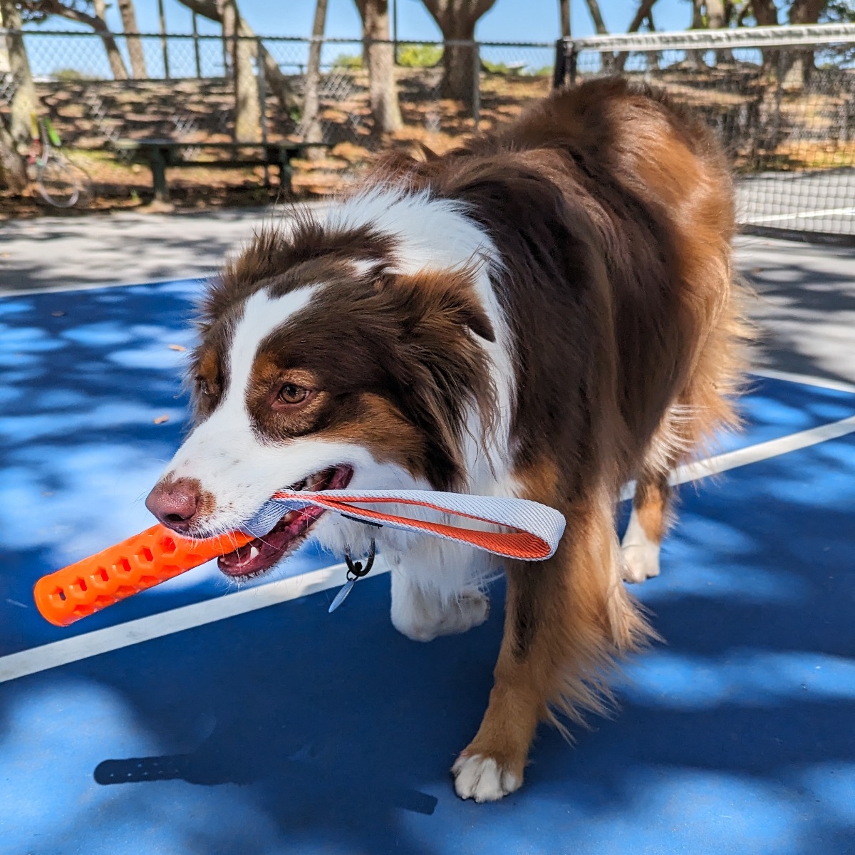 N‑Gage Active Bumper aktyvaus žaidimo žaislas šunims, S dydis -  2