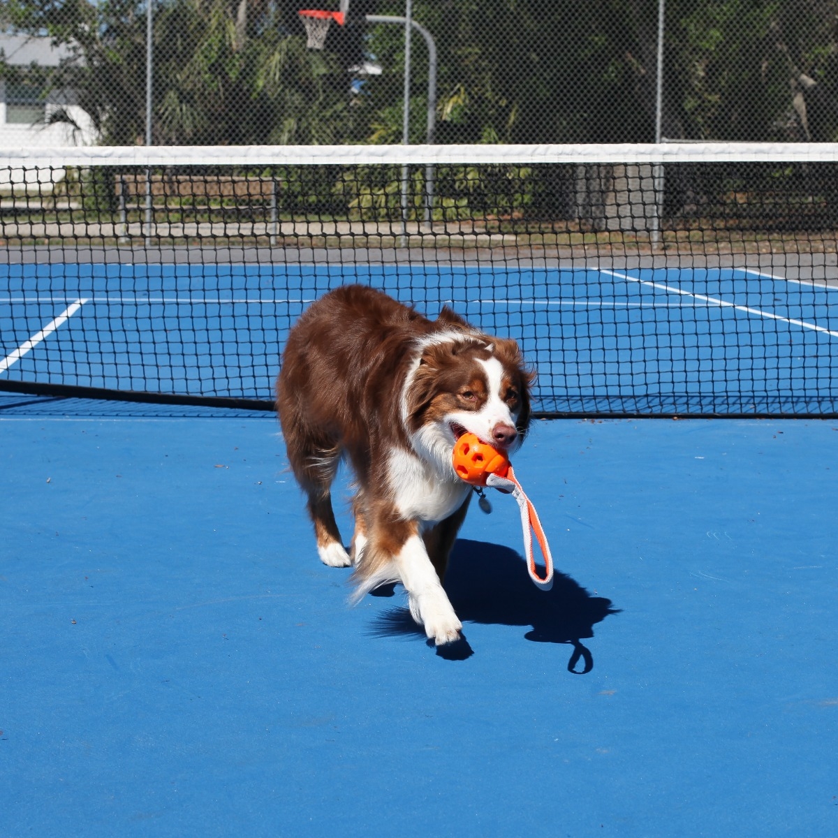 N‑Gage Active Handler aktyvus žaislas metimui ir atnešimui -  2