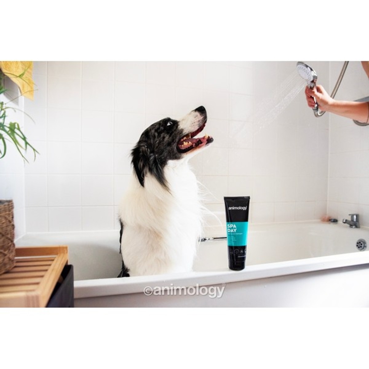 Animology SPA Day šampūnas šunims, 250 ml -  2