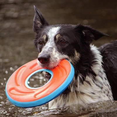 *Chuckit Zipflight Frisbee žaislas šunims, įv. spalvų, M -  3