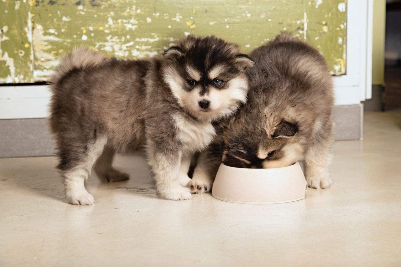 Beeztees Puppy Pipa dubenėlis, 350 ml, rožinė