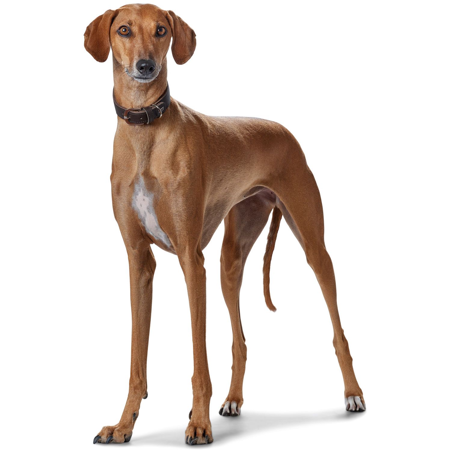 Hunter Greyhound odinis antkaklis, 37-43 cm, rudas -  4