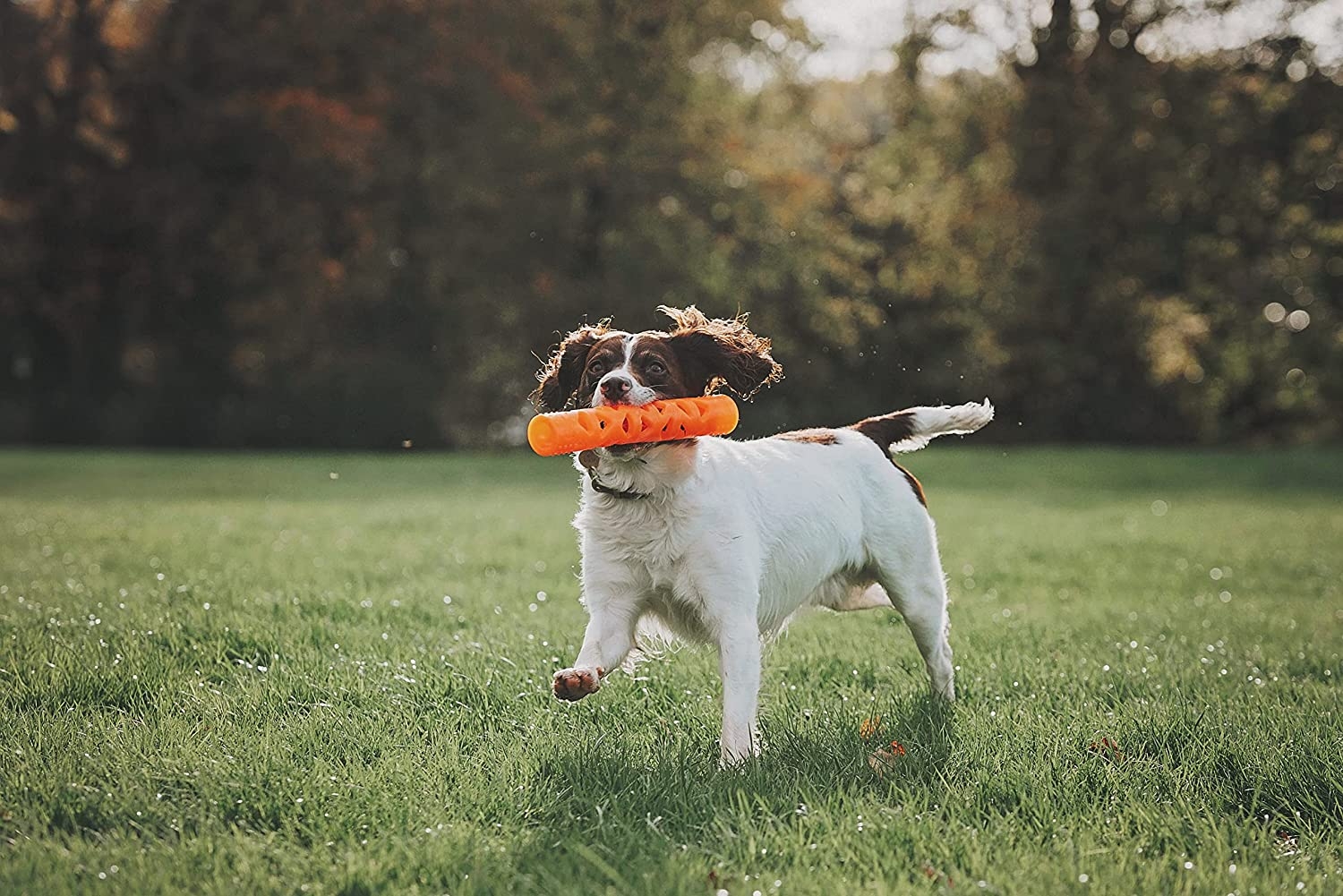 Chuckit Breathe Right Fetch Stick žaislas šunims, S -  3