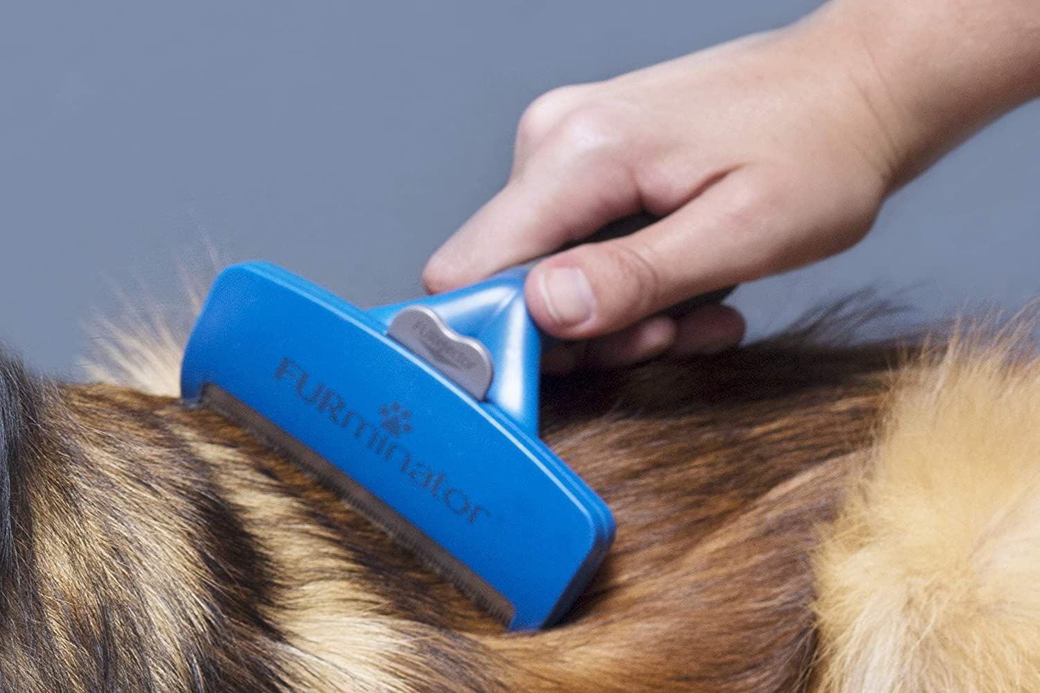 Furminator poplaukio šukavimo įrankis trumpaplaukiams šunims, L -  3