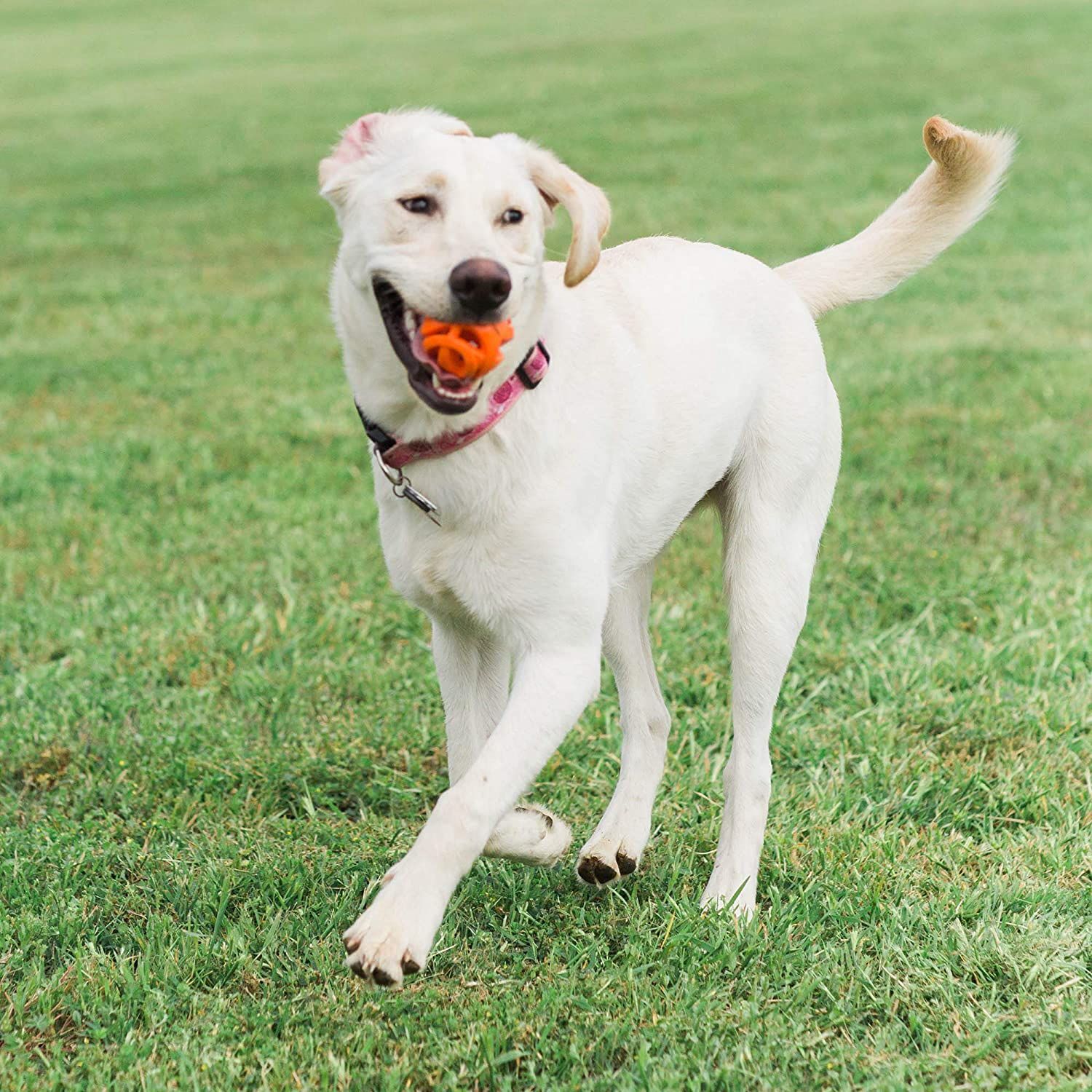 Chuckit Breathe Fetch Ball kamuoliukas šunims, M dydžio -  3