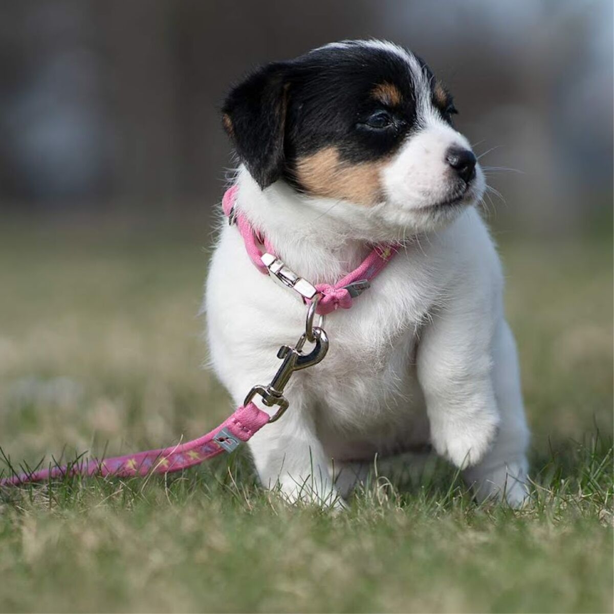 Finnero Puppy Bambino antkaklis šuniukams, S dydis, rožinis -  2