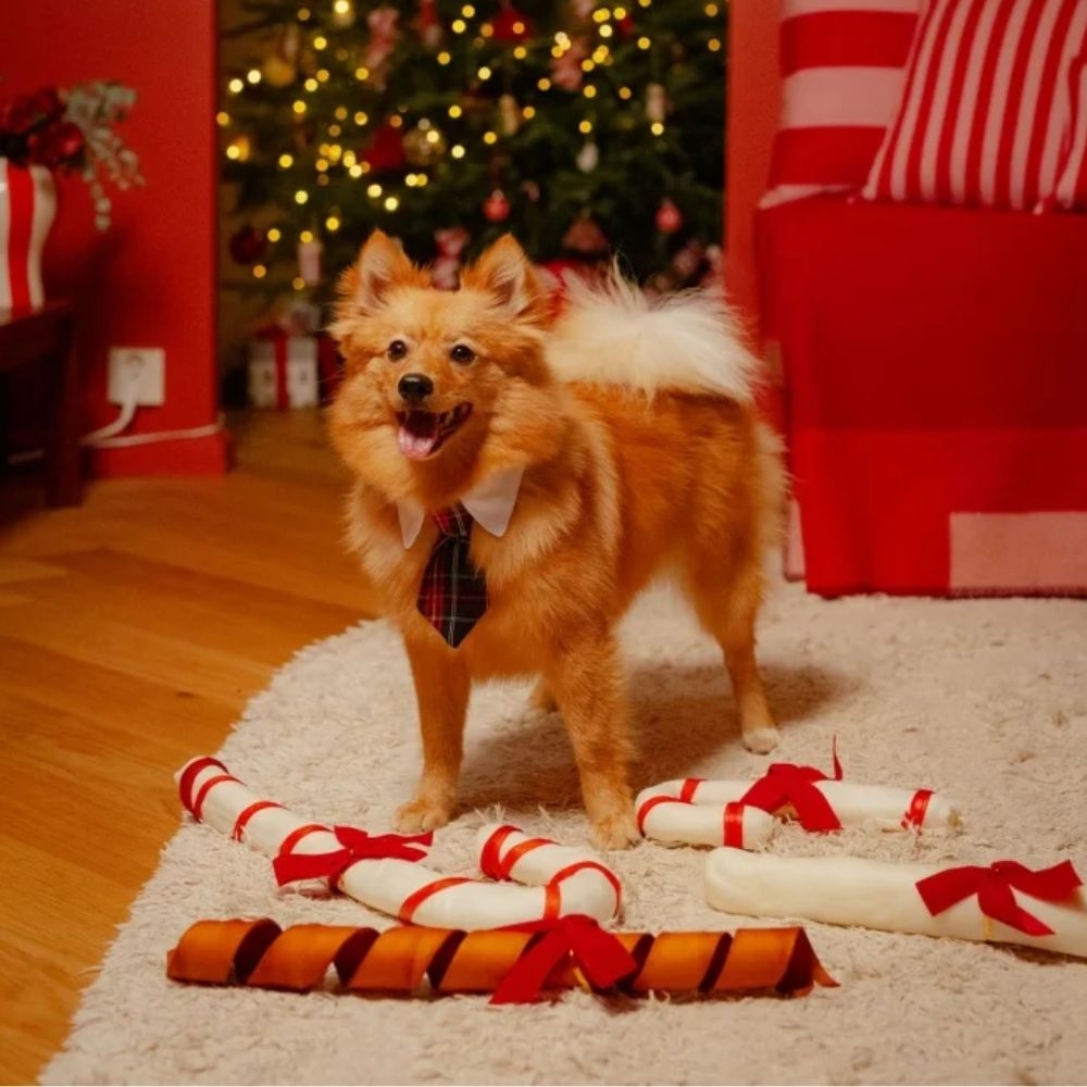 Little & Bigger šventinis antkaklis su kaklaraiščiu, L dydis -  2