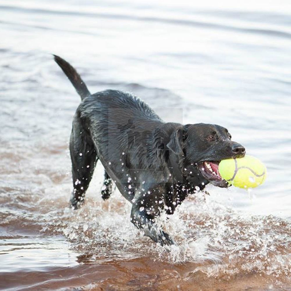 KONG AirDog Squeaker Football cypsintis žaislas šunims, M dydžio -  3