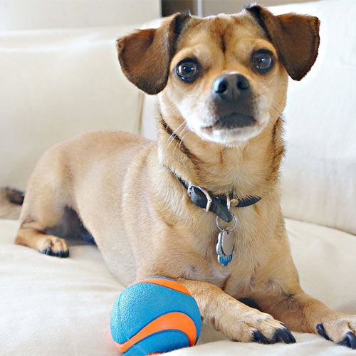 Chuckit Ultra Dog Squeeker Ball kamuoliukas, S dydžio -  2