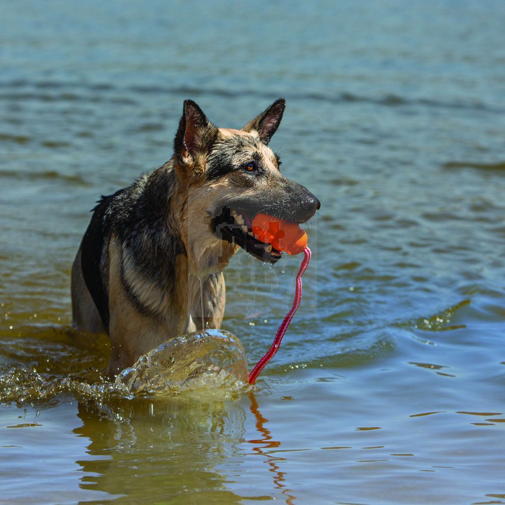 Kong Aqua plūduriuojantis žaislas šunims, 11 cm -  3