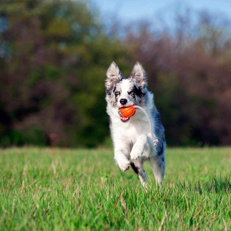 Collar Likers Cord žaislas šunims, 5 cm, oranžinis