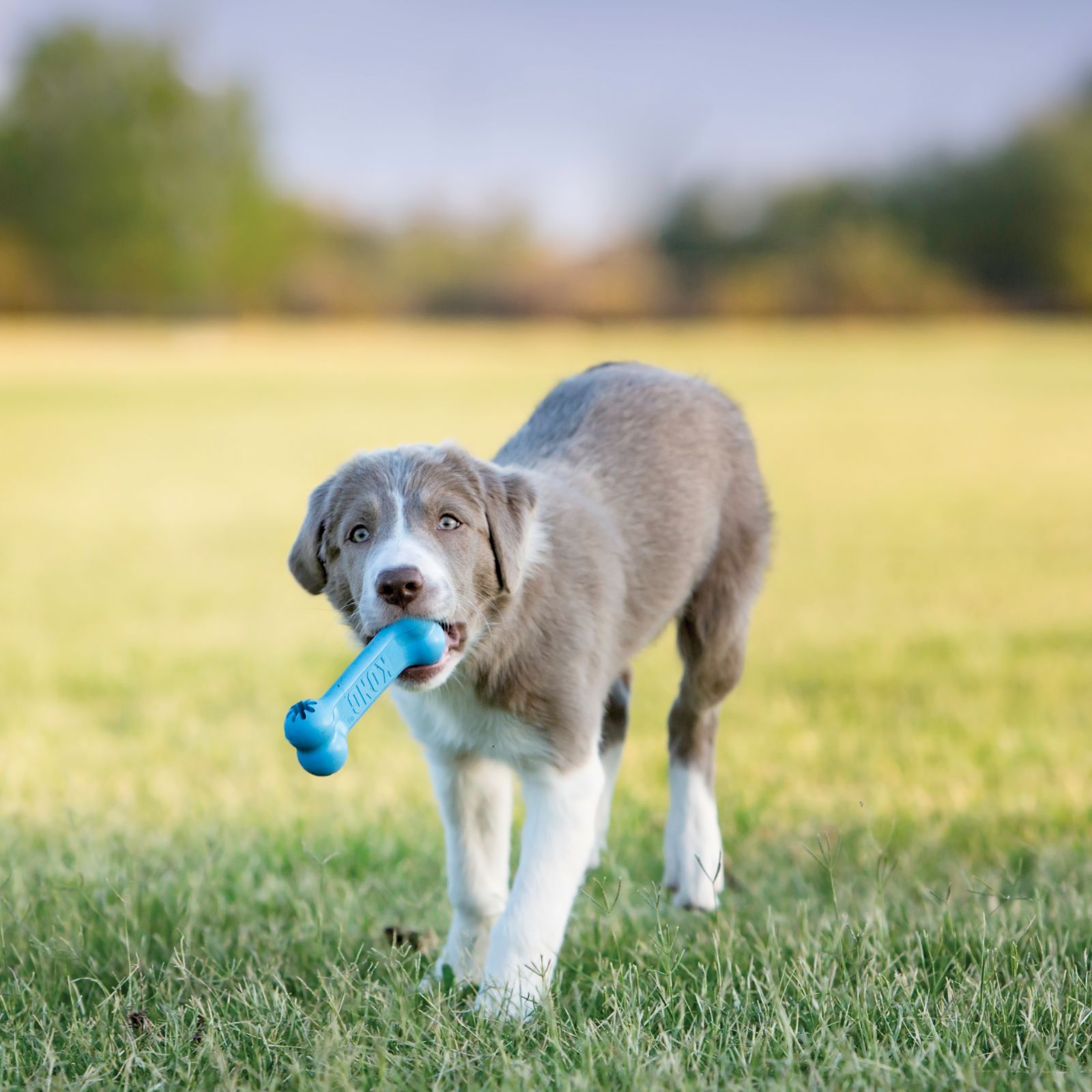 KONG Puppy Goodie Bone žaislas šuniukams, 13 cm, įv. spalvų -  2