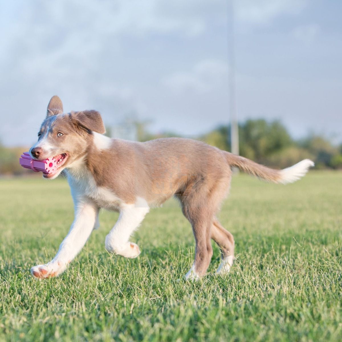 KONG Puppy Teething žaislas šuniukams, M dydžio, 9 cm, įv. spalvų -  3
