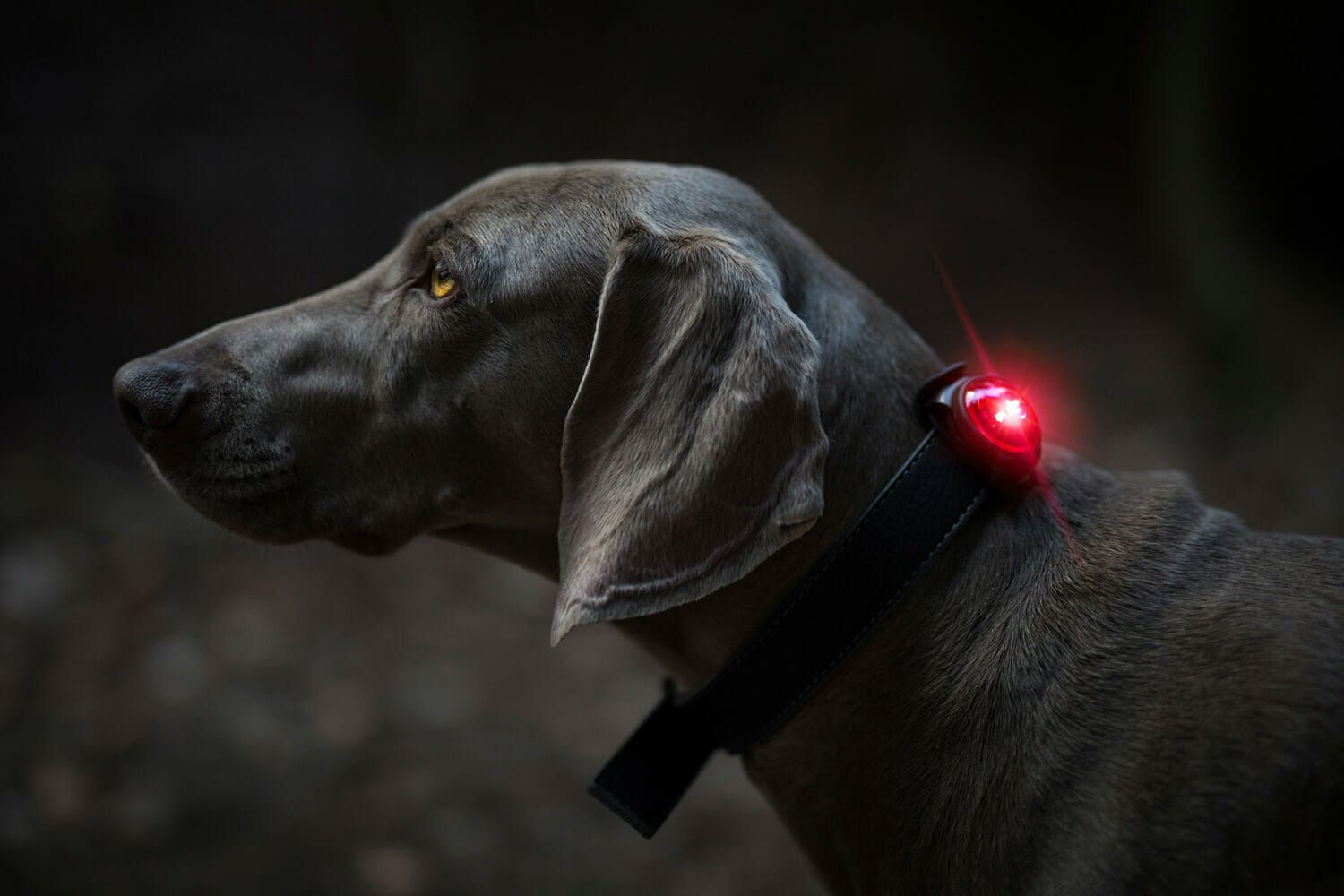 Orbiloc Dog Dual šviečiantis pakabukas, raudonas -  3