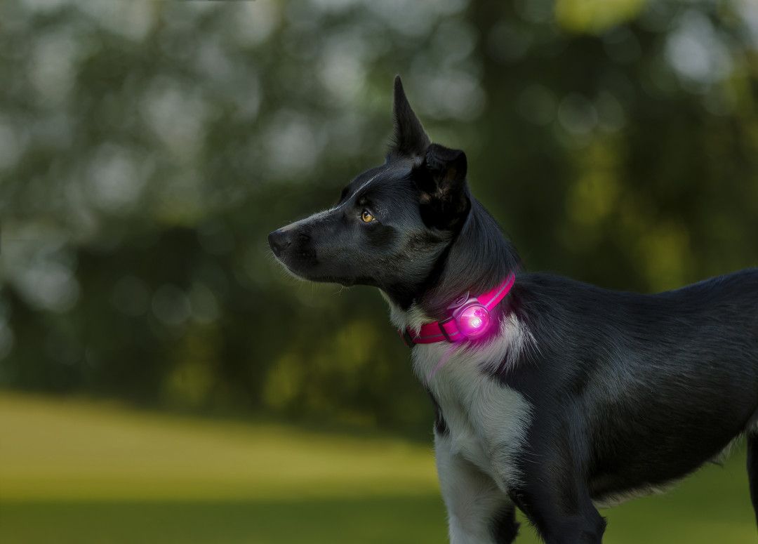 Orbiloc Dog Dual šviečiantis pakabukas, rožinis -  2