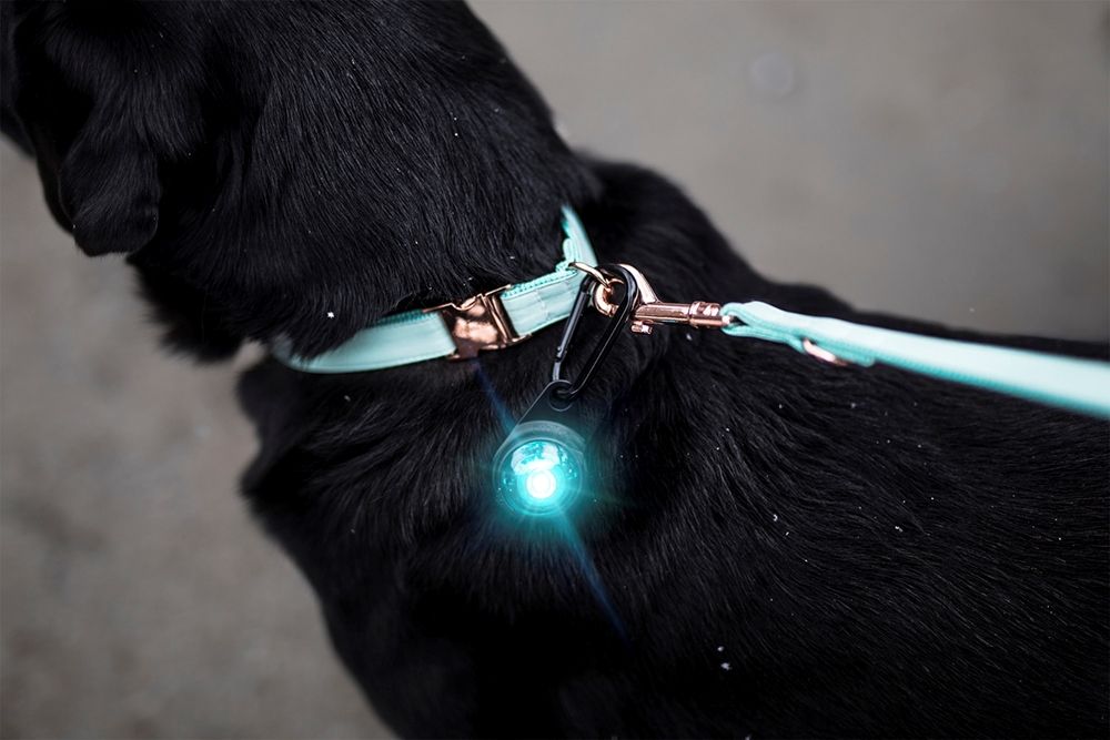 Orbiloc Dog Dual šviečiantis pakabukas, turkio sp. -  3