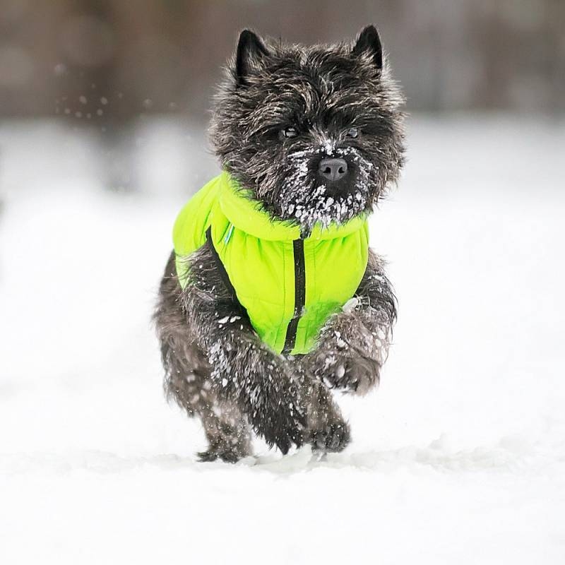Collar Airyvest striukė šunims, S (35 cm), juoda, žalia -  6