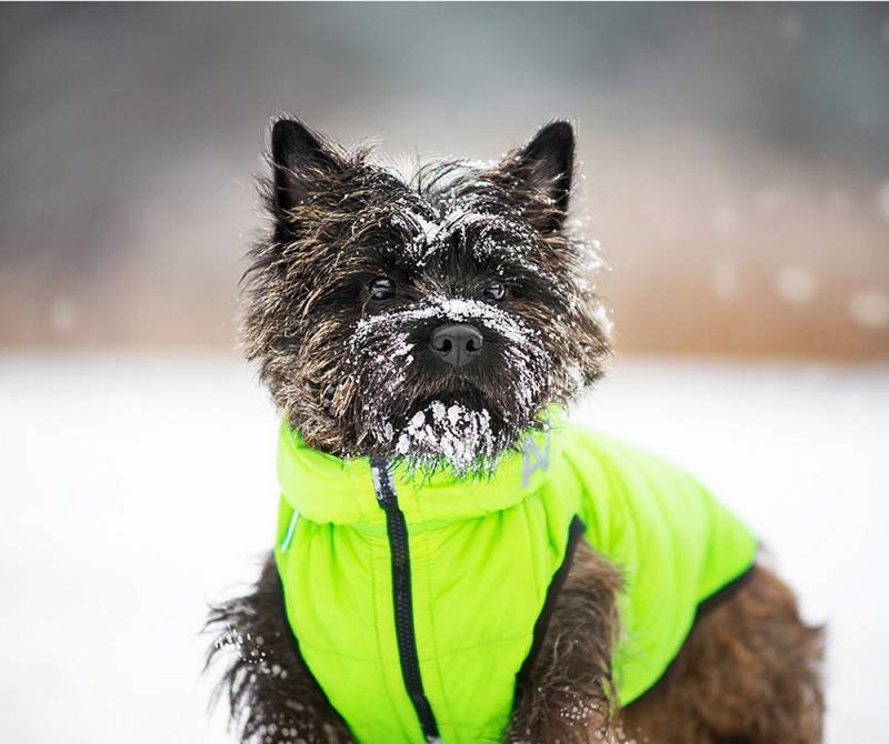 Collar Airyvest striukė šunims, S (35 cm), juoda, žalia -  5