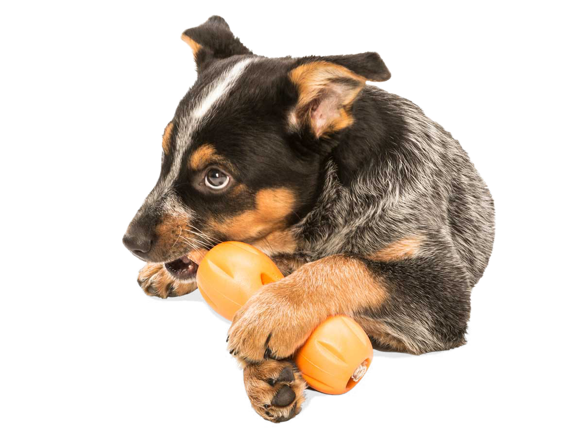 West Paw Qwizl guminis žaislas 17 cm, oranžinis -  3