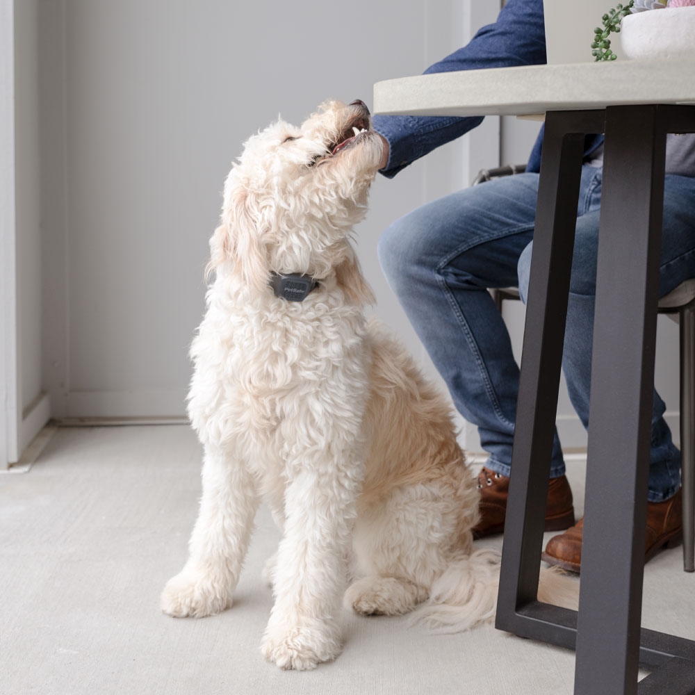 PetSafe Audible Bark garsinis antkaklis nuo lojimo -  6