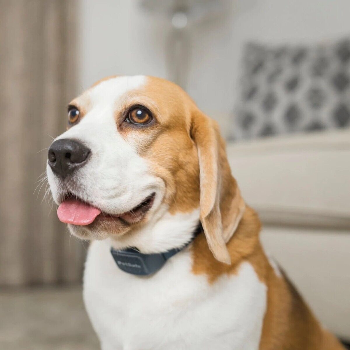 PetSafe Audible Bark garsinis antkaklis nuo lojimo -  5