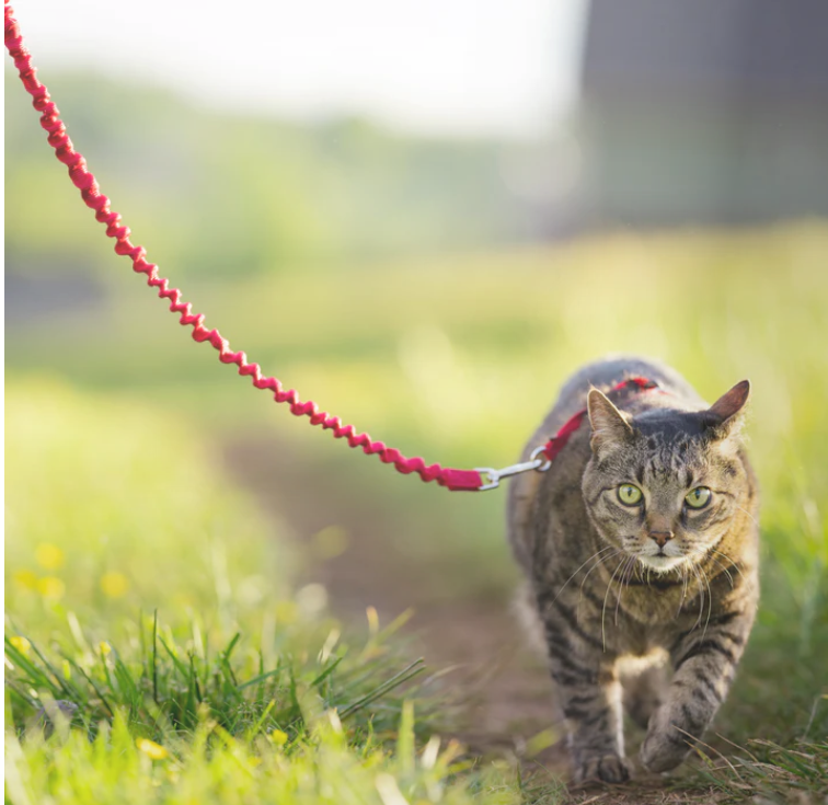 PetSafe Easy Walk petnešos katėms, S dydis, raudona -  2