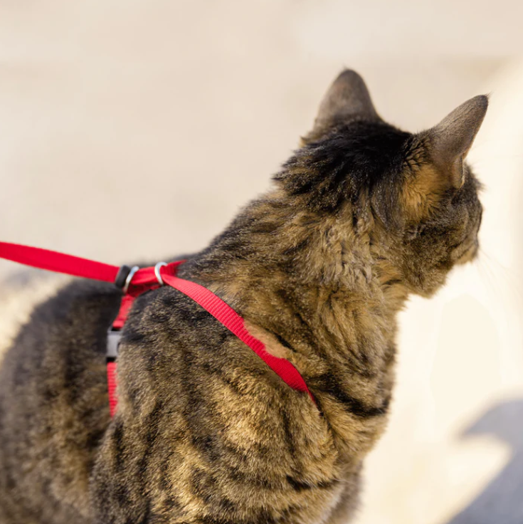 PetSafe Easy Walk petnešos katėms, S dydis, raudona -  3