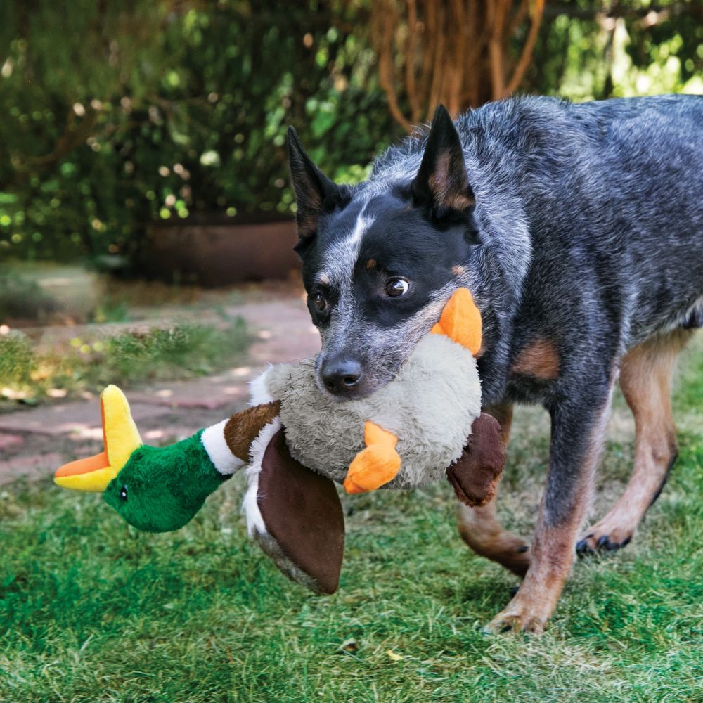 KONG Shakers Honker Duck žaislas šunims, L dydžio -  2