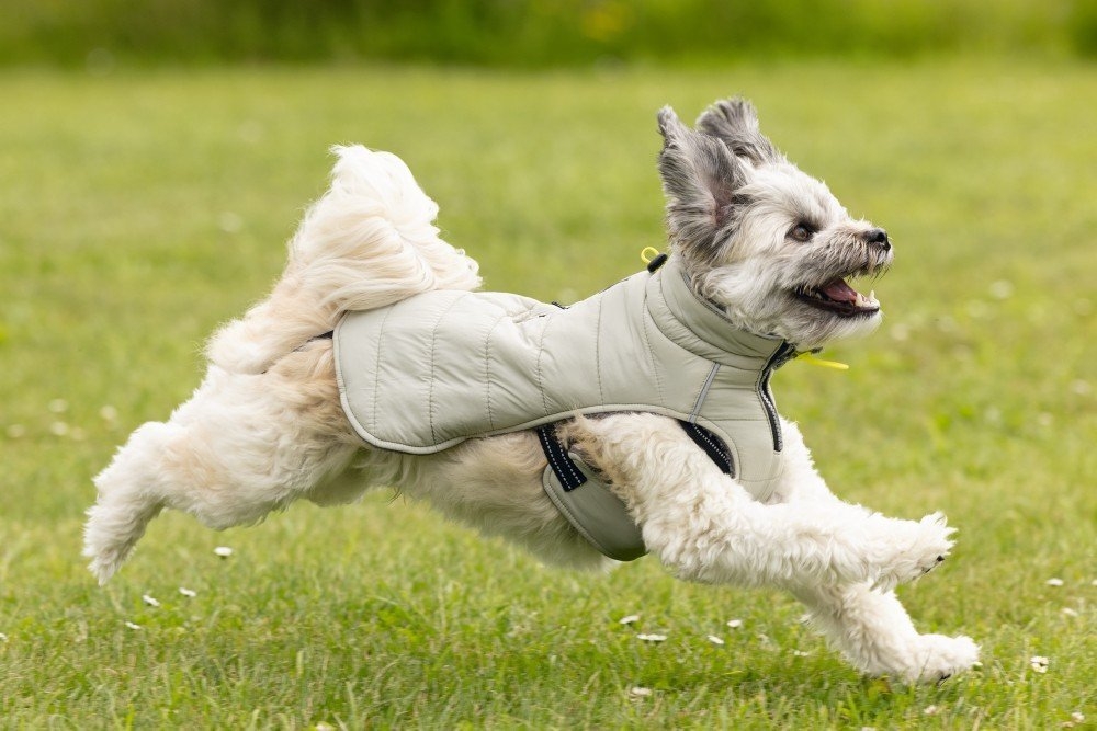Beeztees Bobby Taupe striukė šunims, 28 cm, smėlio sp. -  7