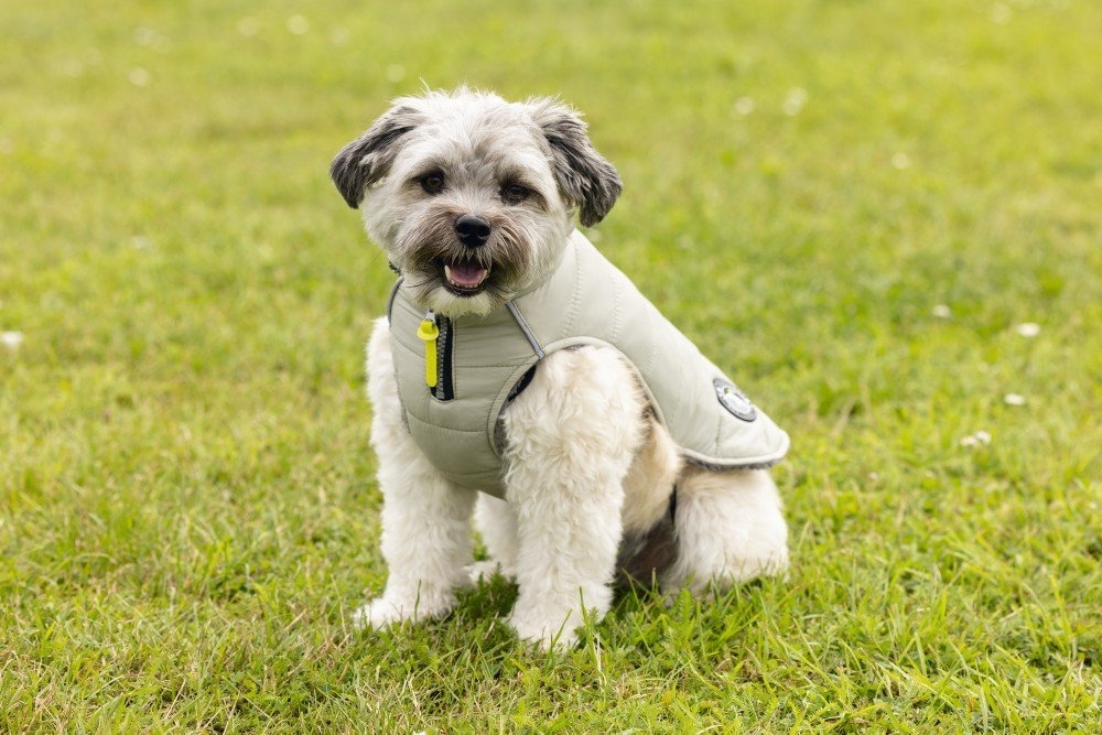 Beeztees Bobby Taupe striukė šunims, 28 cm, smėlio sp. -  8