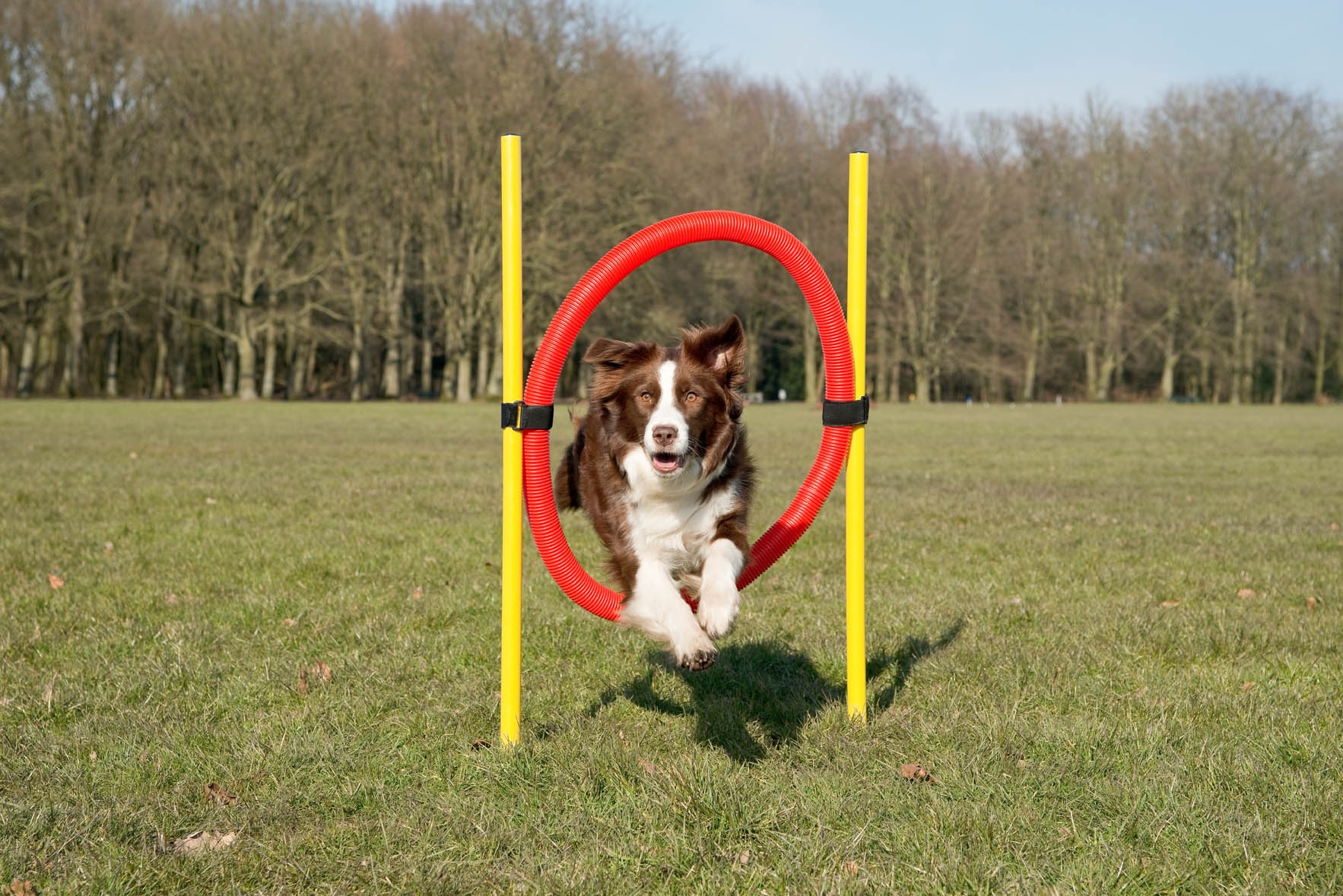 Beeztees Agility judrumo žiedas šunims, 60cm -  2