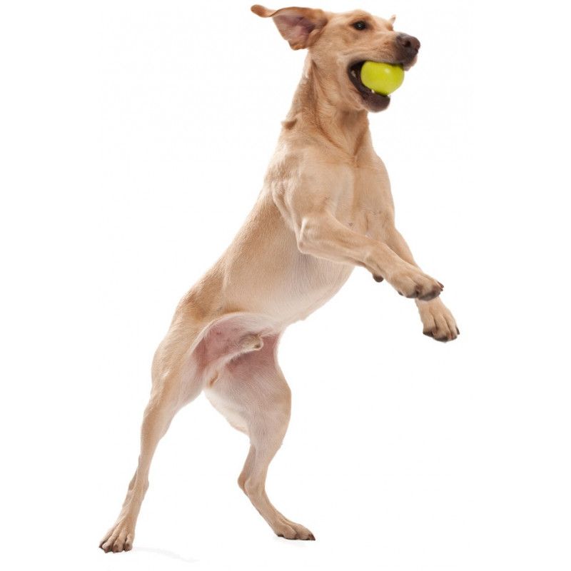 West Paw Jive guminis žaislas 8,25 cm, žalias -  2