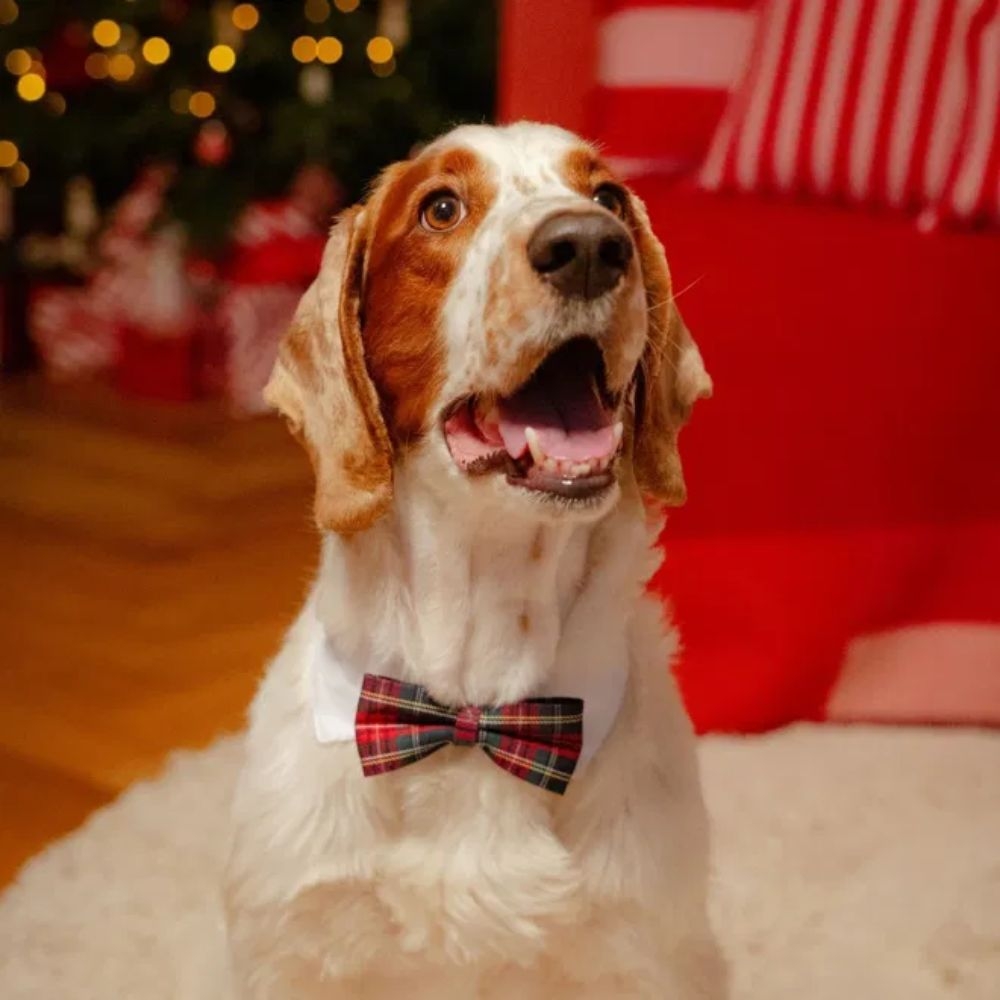 L&B FESTIVE PETELIŠKĖ SU ANTKAKLIU, M/L* # -  2