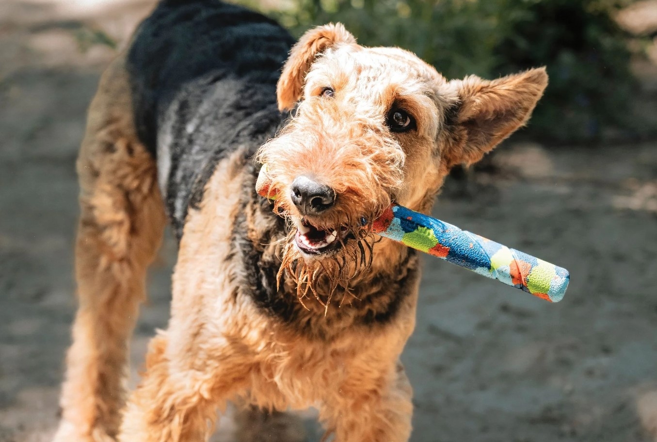 Chuckit Eco Fetch Ultra guminė žaidimų lazda, 27 cm -  4