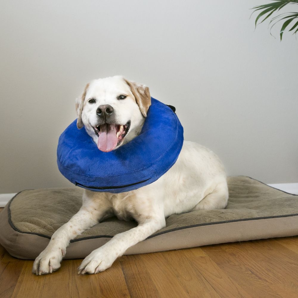 KVP Cloud E-Collar apsauginis antkaklis, M dydis -  4