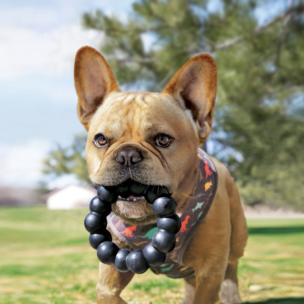 KONG Extreme Ring guminis žiedas šunims, XL dydžio -  2