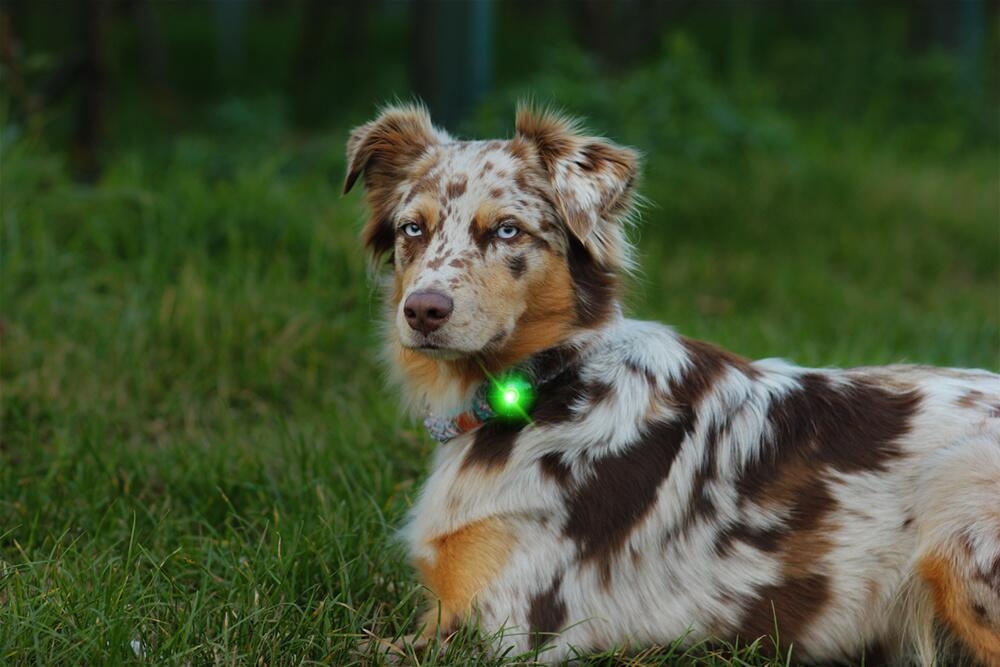 Orbiloc Dog Dual šviečiantis pakabukas, žalias -  2